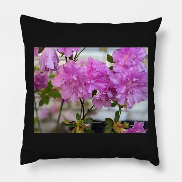 Cluster of Pink  Ruffled Flowers Against Brick Wall 2 Pillow by AustaArt