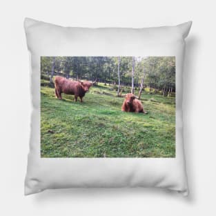 Scottish Highland Cattle Cows 2103 Pillow