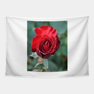 Deep Red Rose Bloom Tapestry