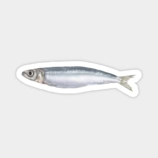 Sardine Fish Magnet