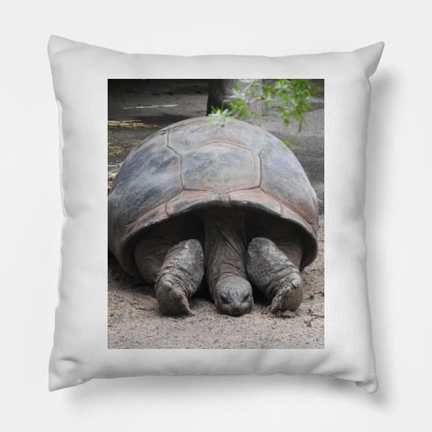 Finally time to to relax! Pillow by kirstybush