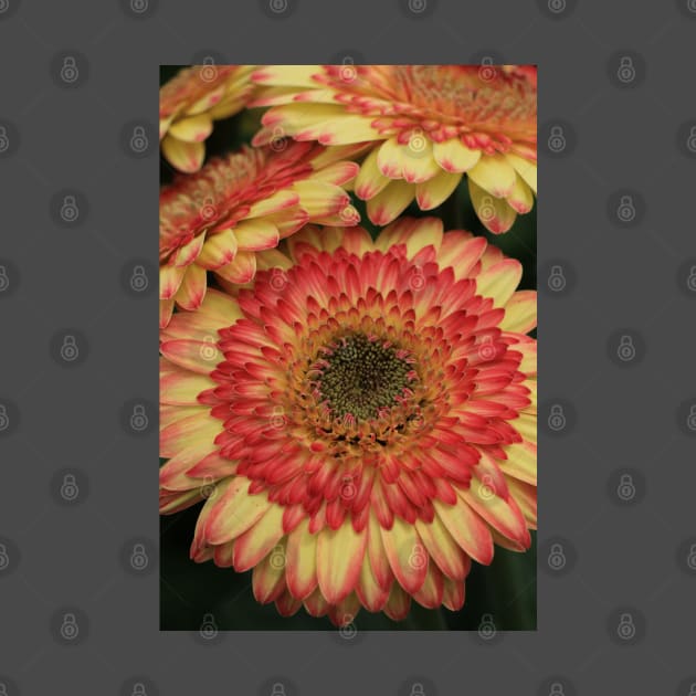 Gerbera in bewegung by OVP Art&Design