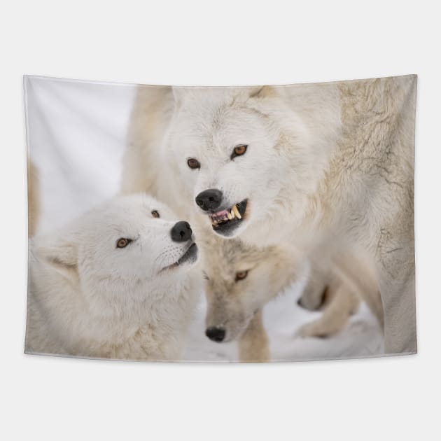 Arctic Wolves Tapestry by jaydee1400