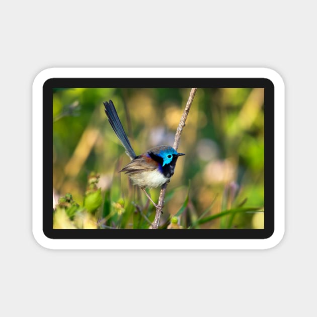 Variegated Fairy Wren, Maleny Queensland Magnet by AndrewGoodall