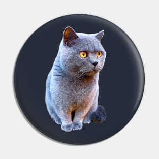 British Shorthair Cat Blue with Orange eyes Pin