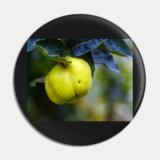 Yellow ripe quince on branch Pin