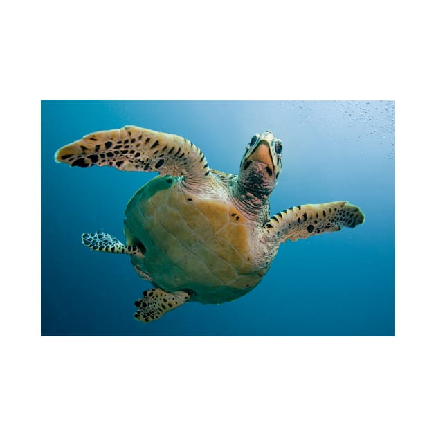 Sea Turtle by kawaii_shop