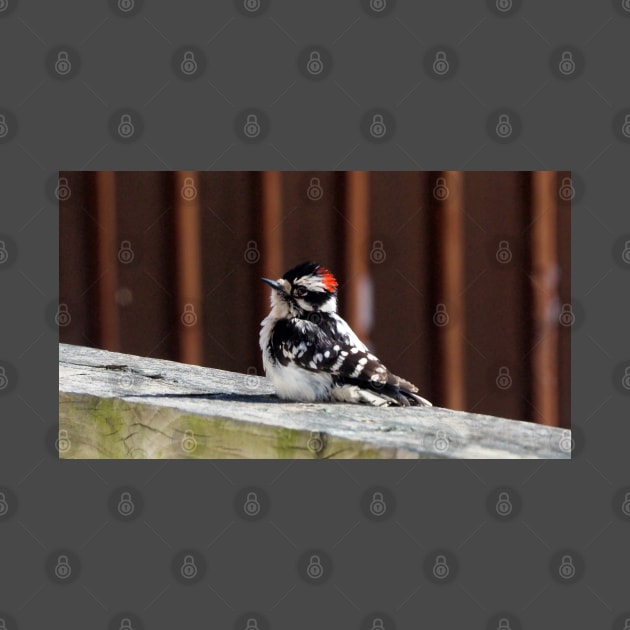 A Downy Woodpecker Sitting On My Deck by BackyardBirder