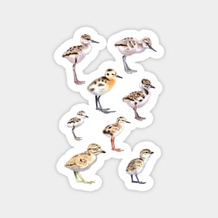 Shorebird chicks Magnet