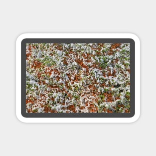 Background of foliage with snow Magnet