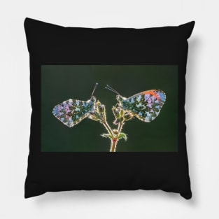 Two Orange Tips on a Little Mouse-Ear Flower Pillow