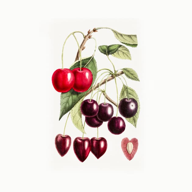 Hand drawn cherry by WAITE-SMITH VINTAGE ART