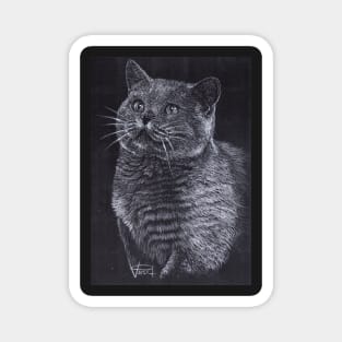 British Shorthair Cat Magnet