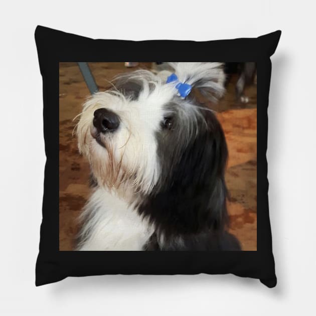 Bearded Collie Puppy Love! A Real Beardie Cutey! Pillow by Bucklandcrafts