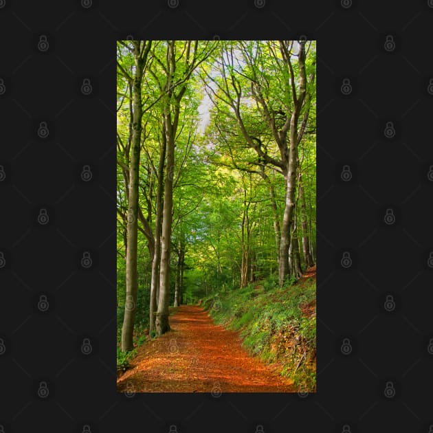 Cotswolds Forest Footpath by Graz-Photos