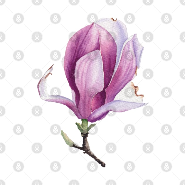 Watercolor magnolia bud by InnaPatiutko