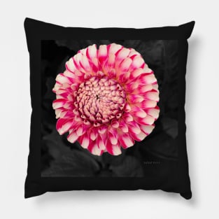 Pink and white dahlia designs Pillow