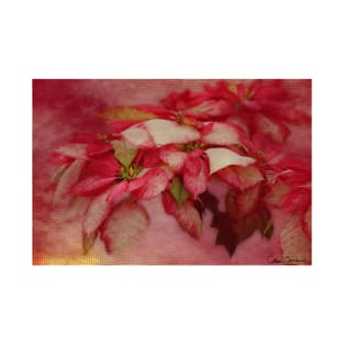 Peppermint Candy Colored Poinsettias Digital Art T-Shirt