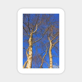 Silver Birch, Turbary Common, March 2021 Magnet