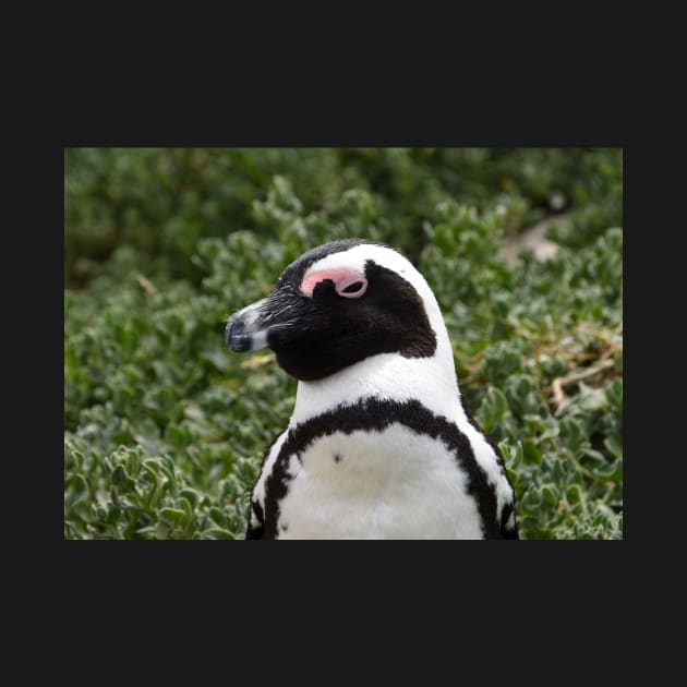 South African Penguin at Boulders Beach. by Steves-Pics