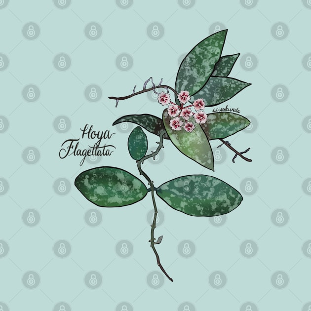 Hoya flagellata in bloom by Wieskunde