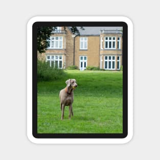 Dog with a ball playing in the park Magnet