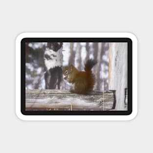 Squirrel on the fence illustration Magnet