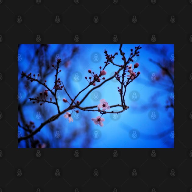 Blossom in Blue by InspiraImage