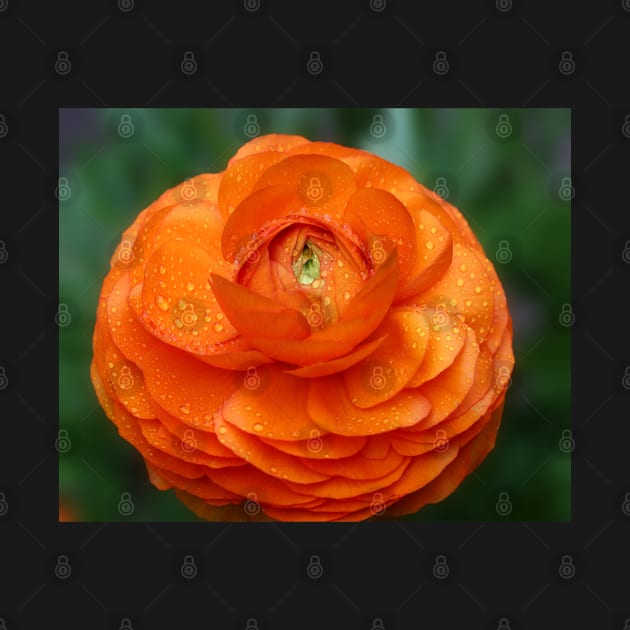 Orange Ranunculus by ikshvaku