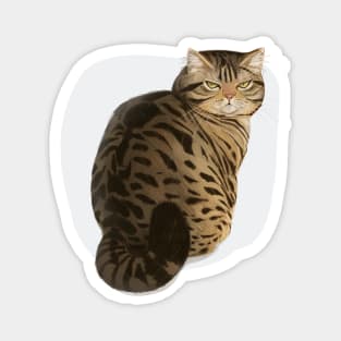 Angry Adorable Tabby Cat staring at you Magnet