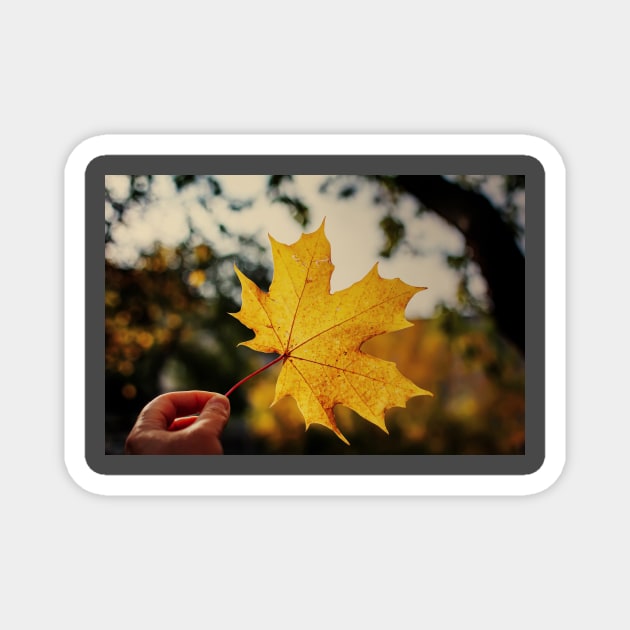 Hand holding golden yellow maple leaf Magnet by lena-maximova