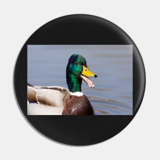 The laughing duck Pin