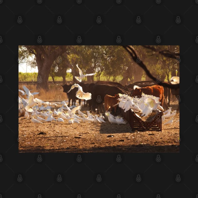 Cows & Cockatoos on an Australian Farm by karenmcfarland13