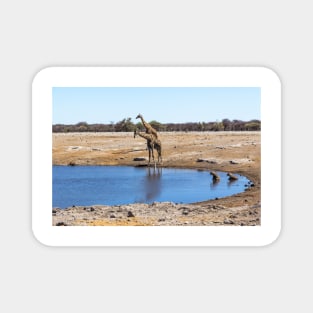 Giraffes and Hyenas at the Water Hole - Etosha, Namibia Magnet