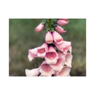 Pink Flowers in Spring Rain T-Shirt