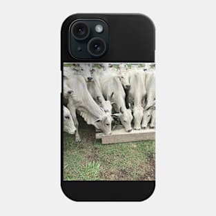 Cows Eating real photo Phone Case