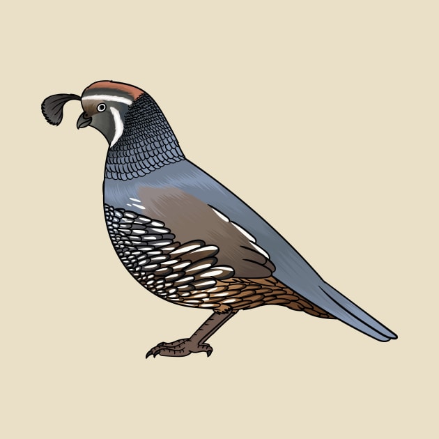 California quail bird cartoon illustration by Cartoons of fun