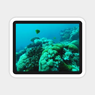 coral reef in the sea Magnet