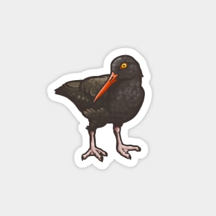 Black Oystercatcher Magnet