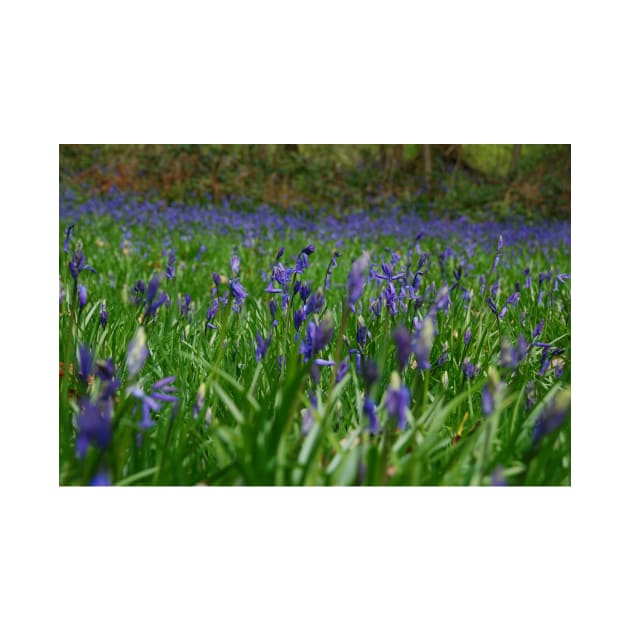 Bluebell blanket by RichardGibb