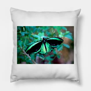 Female Cairns Birdwing Pillow