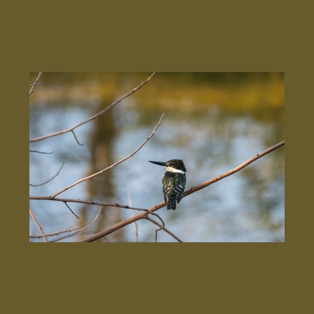 Green Kingfisher Perched by Debra Martz