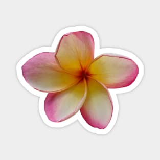 Plumeria bloom pink cheeks Magnet