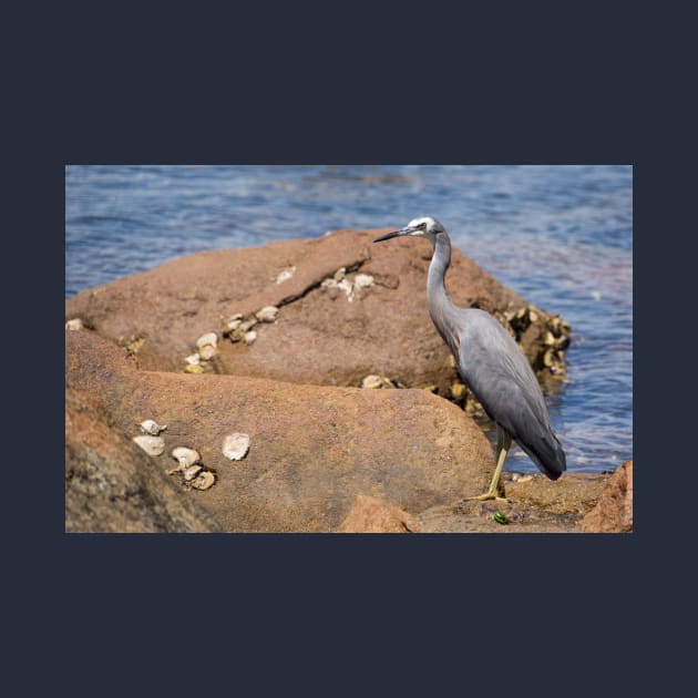 heron at the beach by sma1050