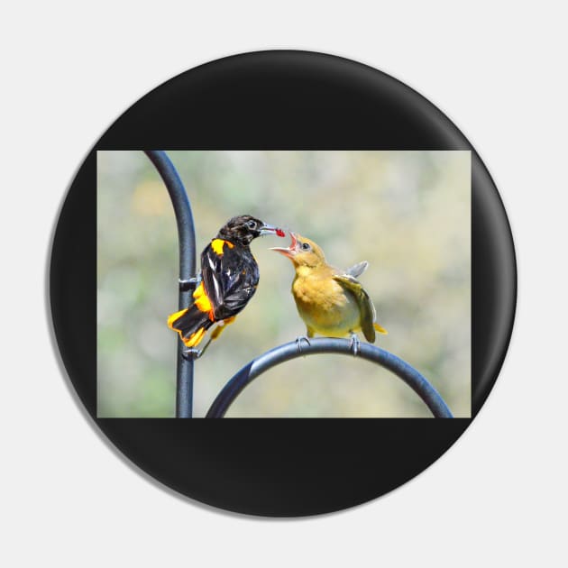 Oriole feeding fledgling.. Pin by LaurieMinor