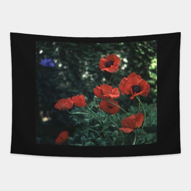 Poppies Tapestry by robelf