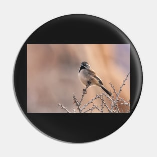 Black-Throated Sparrow Pin