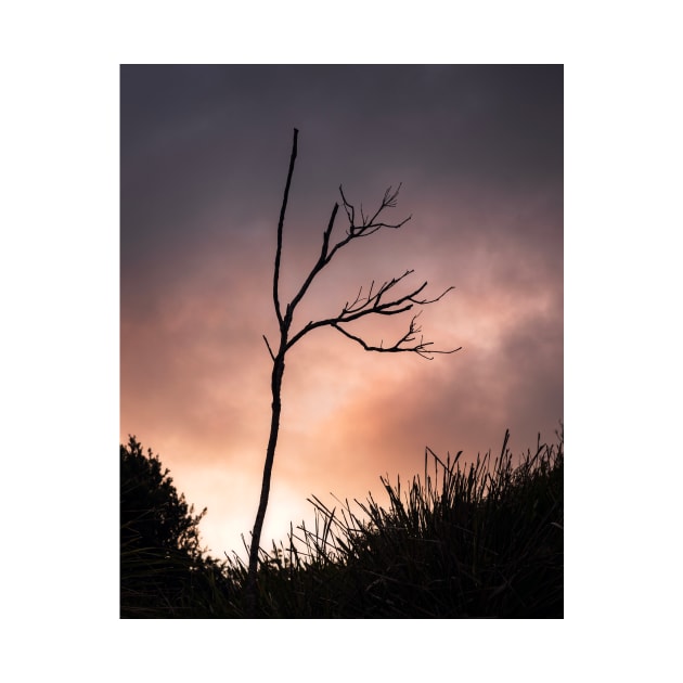 Silhouette Branches by Geoff79