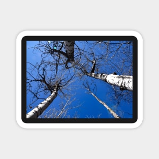 Aspen trees reaching up into the sky Magnet