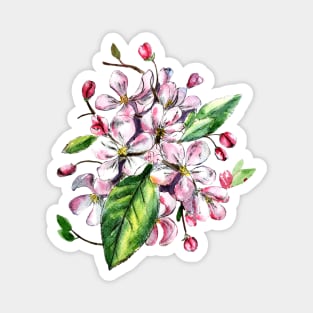 Apple Blossom Flowers Watercolor Painting Magnet